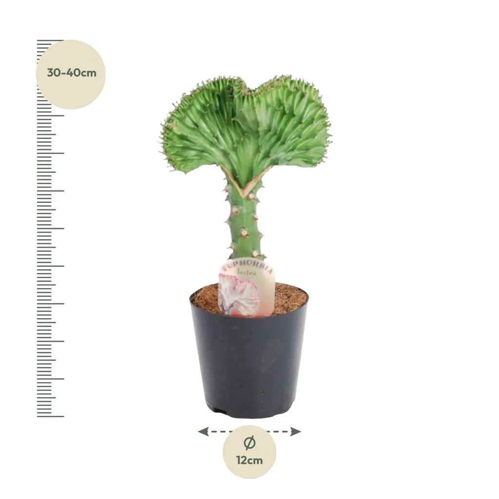 Kandelaber-Wolfsmilch 'Cristata' (Euphorbia lactea) – pflegeleichte Zimmerpflanze, Topf-Ø 12 cm, Höhe ca. 35 cm