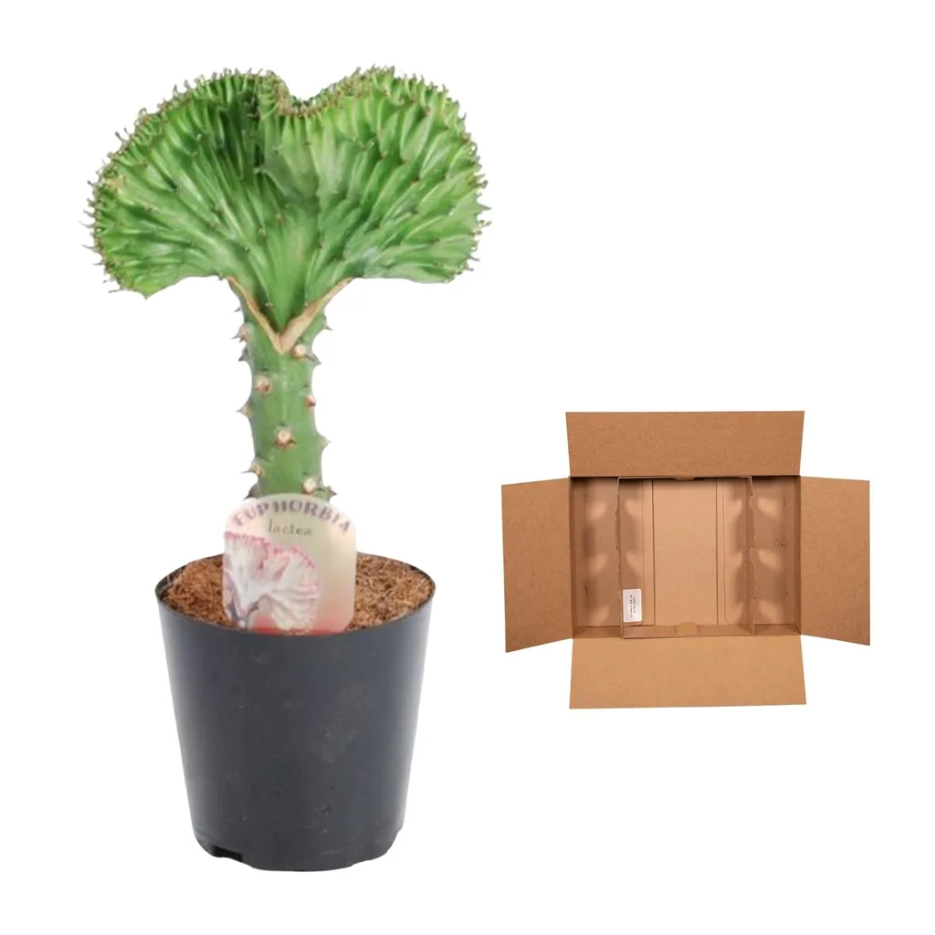 Kandelaber-Wolfsmilch 'Cristata' (Euphorbia lactea) – pflegeleichte Zimmerpflanze, Topf-Ø 12 cm, Höhe ca. 35 cm