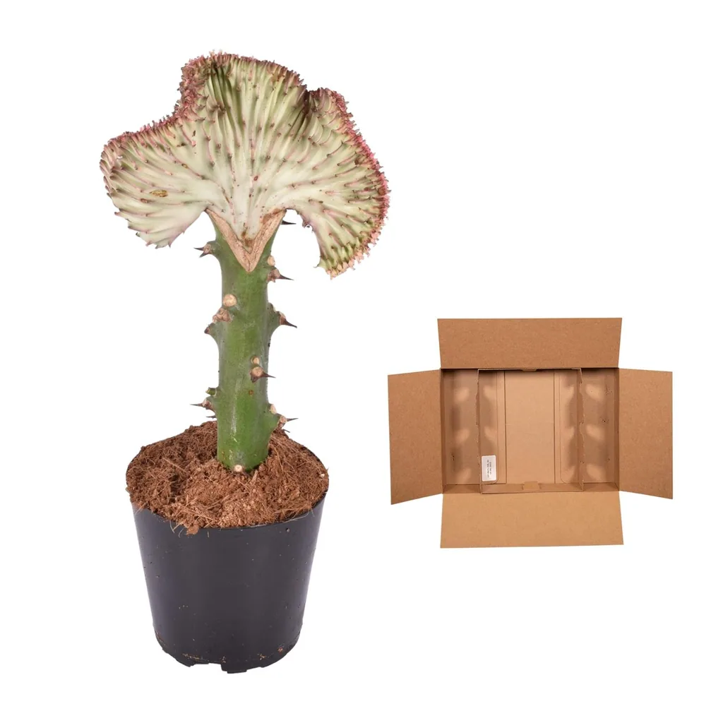 Kandelaber-Wolfsmilch 'Cristata' rot (Euphorbia lactea) – pflegeleichte Zimmerpflanze, Topf-Ø 12 cm, Höhe ca. 35 cm