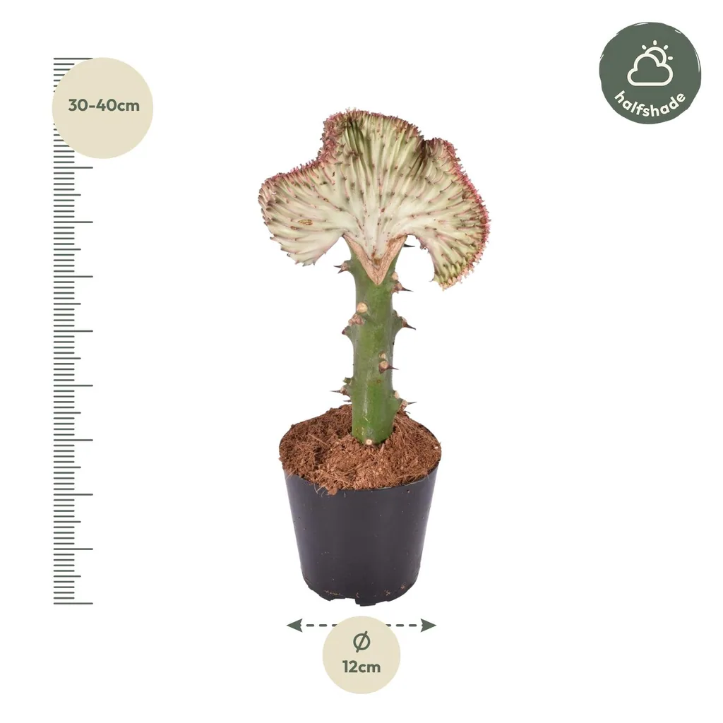 Kandelaber-Wolfsmilch 'Cristata' rot (Euphorbia lactea) – pflegeleichte Zimmerpflanze, Topf-Ø 12 cm, Höhe ca. 35 cm