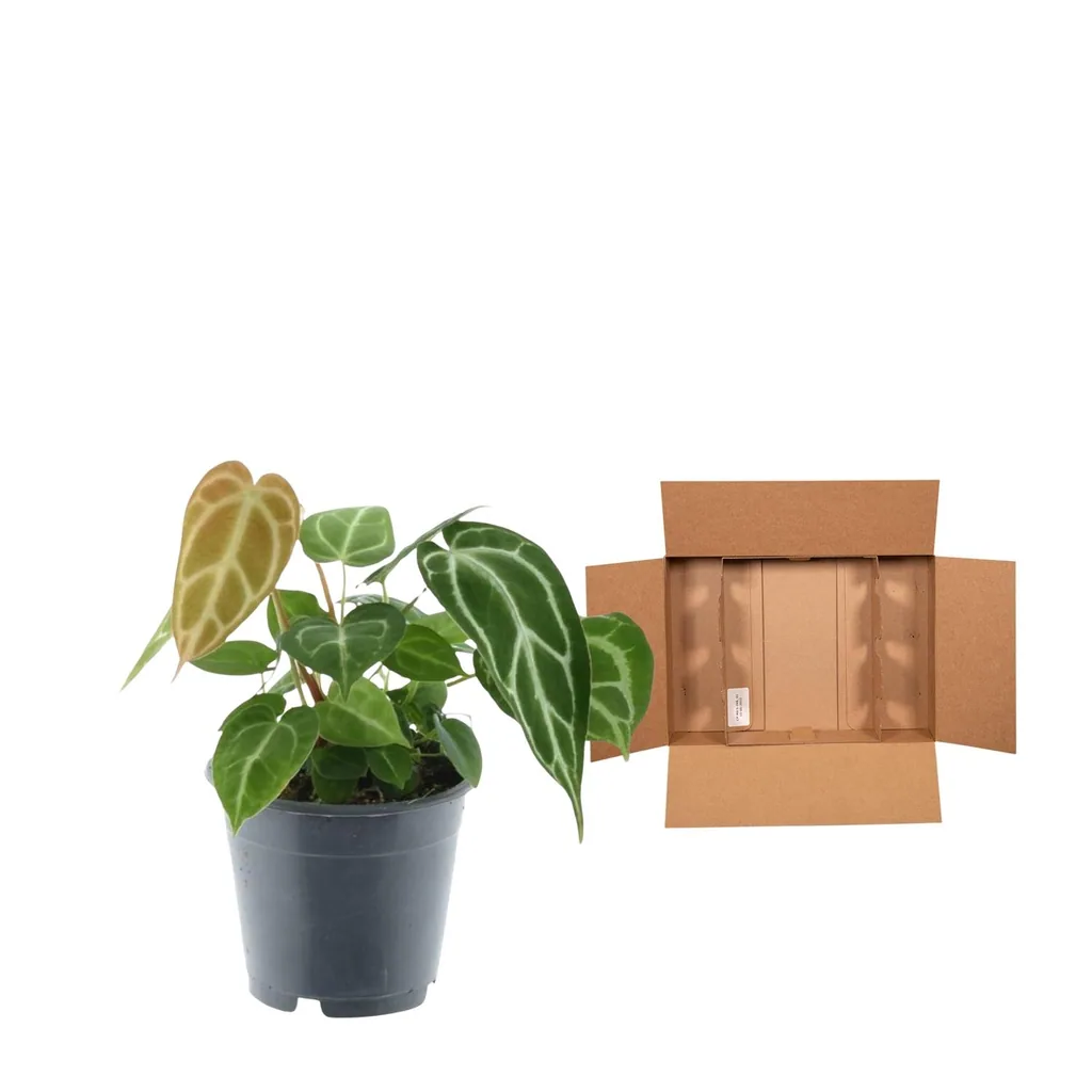 Kristall-Anthurie (Anthurium crystallinum) – pflegeleichte Zimmerpflanze, Topf-Ø 12 cm, Höhe ca. 35 cm