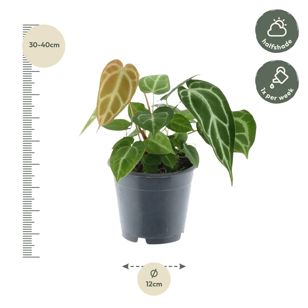 Kristall-Anthurie (Anthurium crystallinum) – pflegeleichte Zimmerpflanze, Topf-Ø 12 cm, Höhe ca. 35 cm