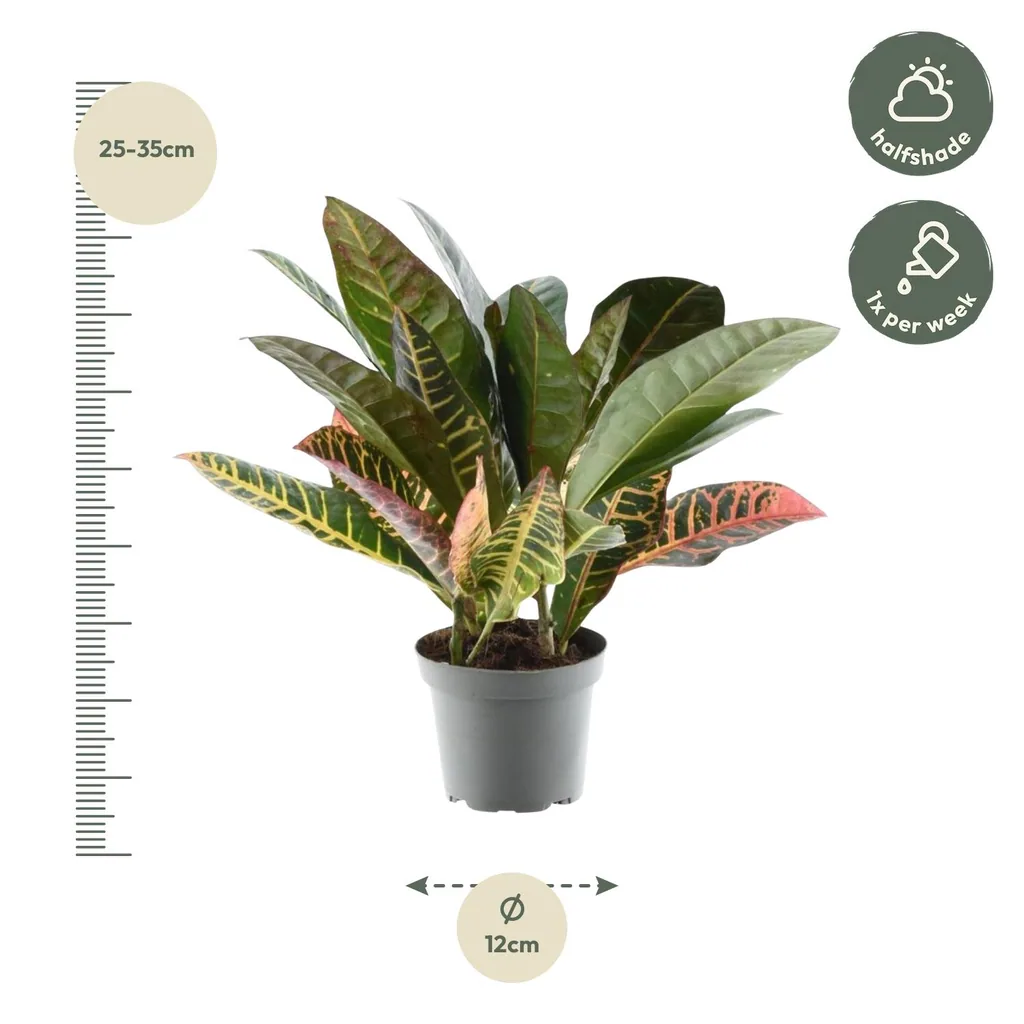 Wunderstrauch 'Petra' (Codiaeum variegatum) – pflegeleichte Zimmerpflanze, Höhe ca. 30 cm