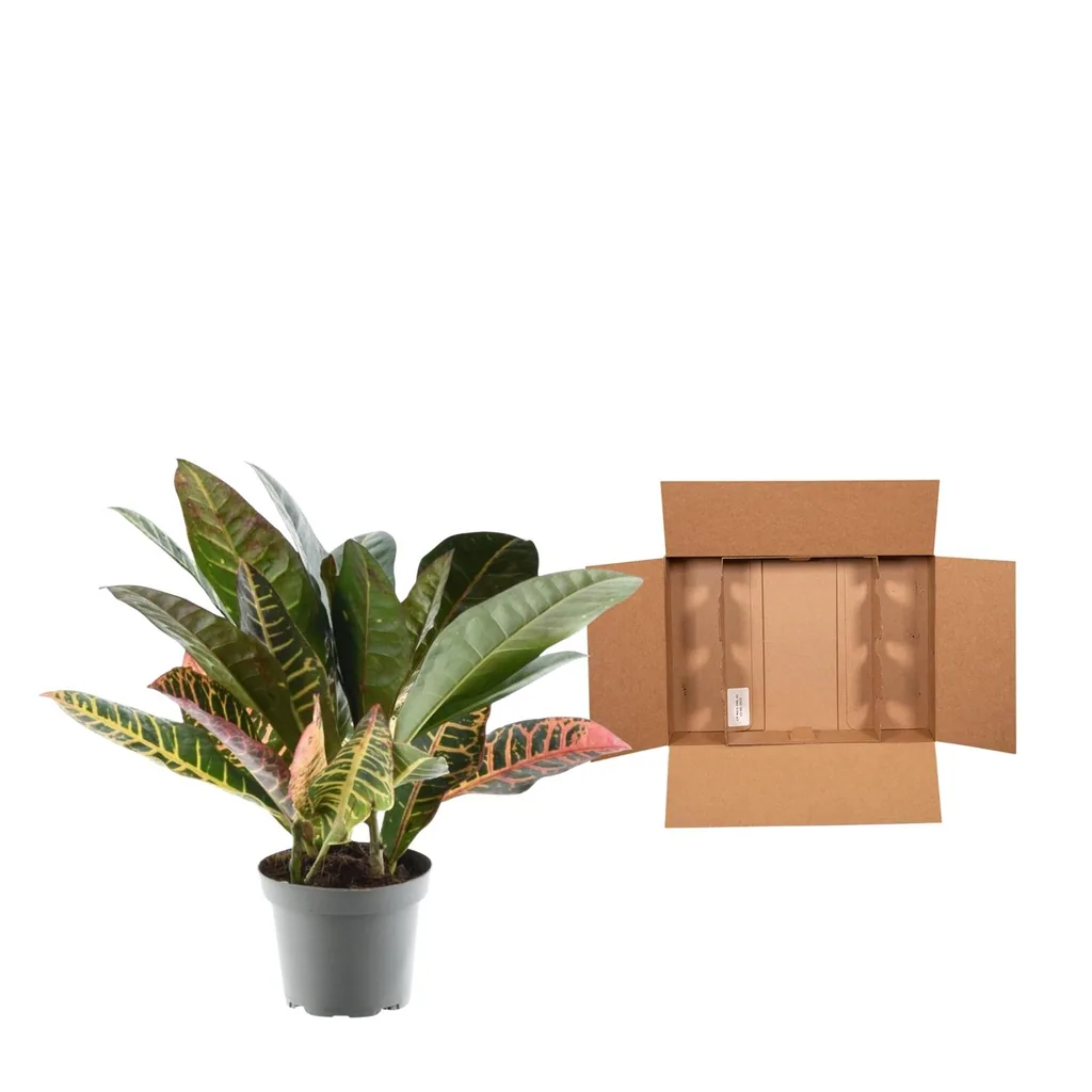 Wunderstrauch 'Petra' (Codiaeum variegatum) – pflegeleichte Zimmerpflanze, Höhe ca. 30 cm