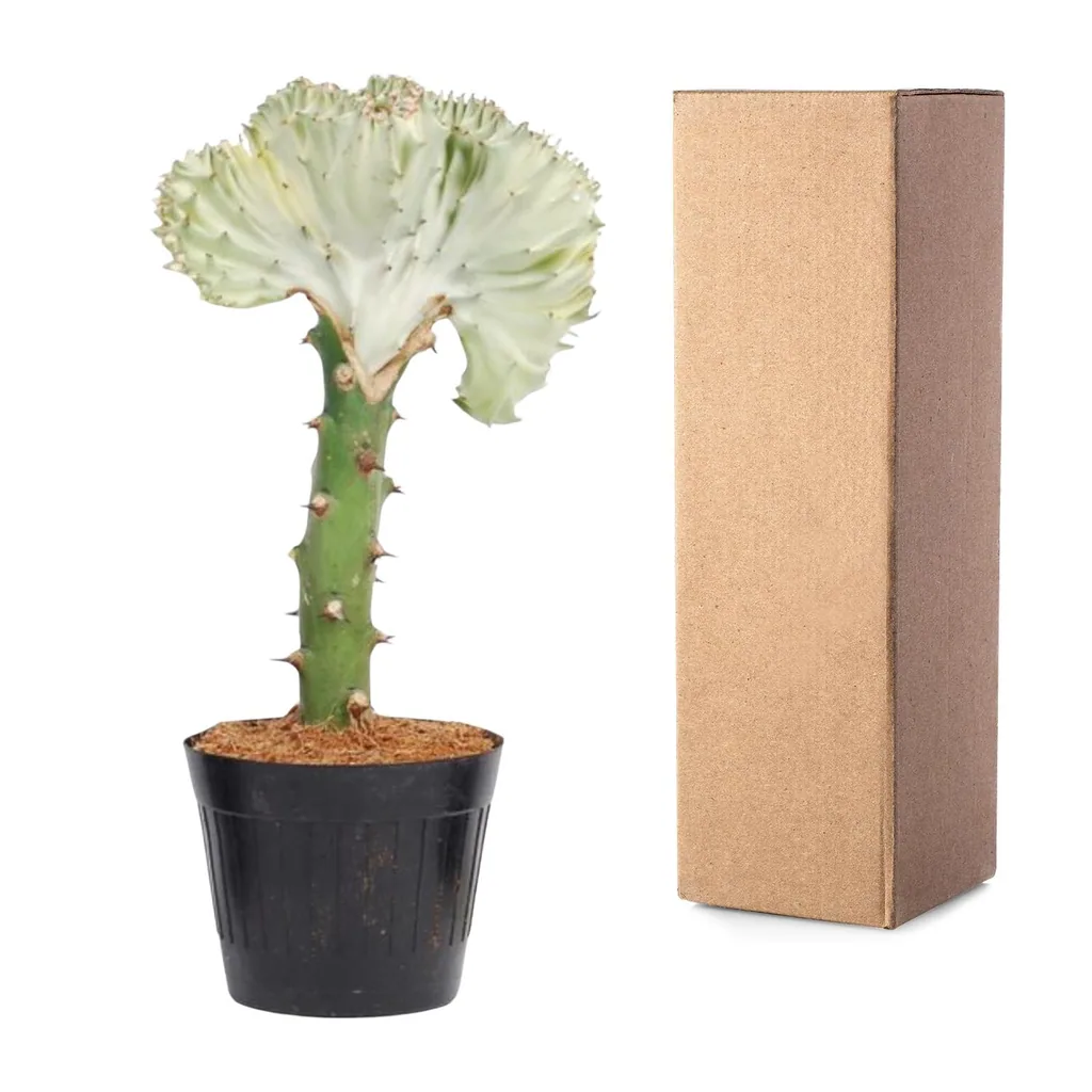 Kandelaber-Wolfsmilch 'Cristata' weiß (Euphorbia lactea) – pflegeleichte Zimmerpflanze, Topf-Ø 10,5 cm, Höhe ca. 30 cm