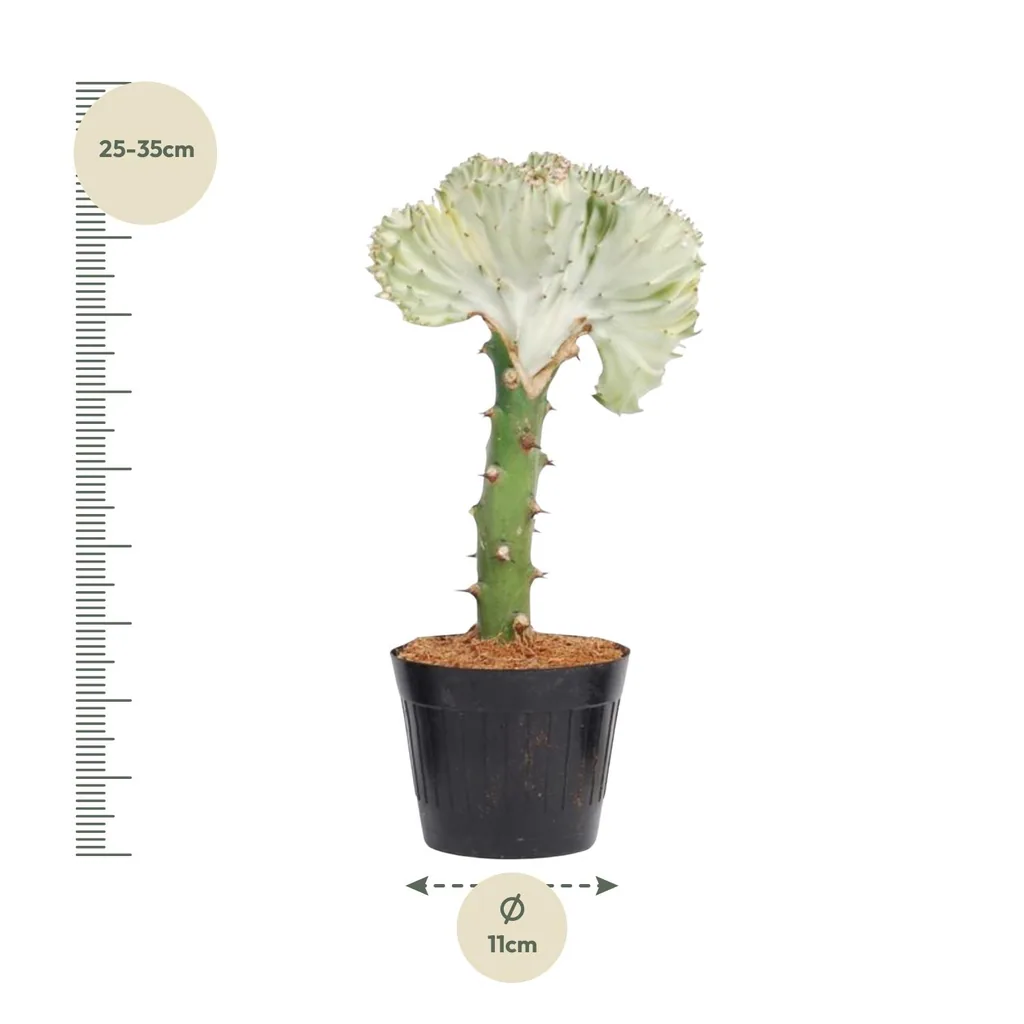Kandelaber-Wolfsmilch 'Cristata' weiß (Euphorbia lactea) – pflegeleichte Zimmerpflanze, Topf-Ø 10,5 cm, Höhe ca. 30 cm