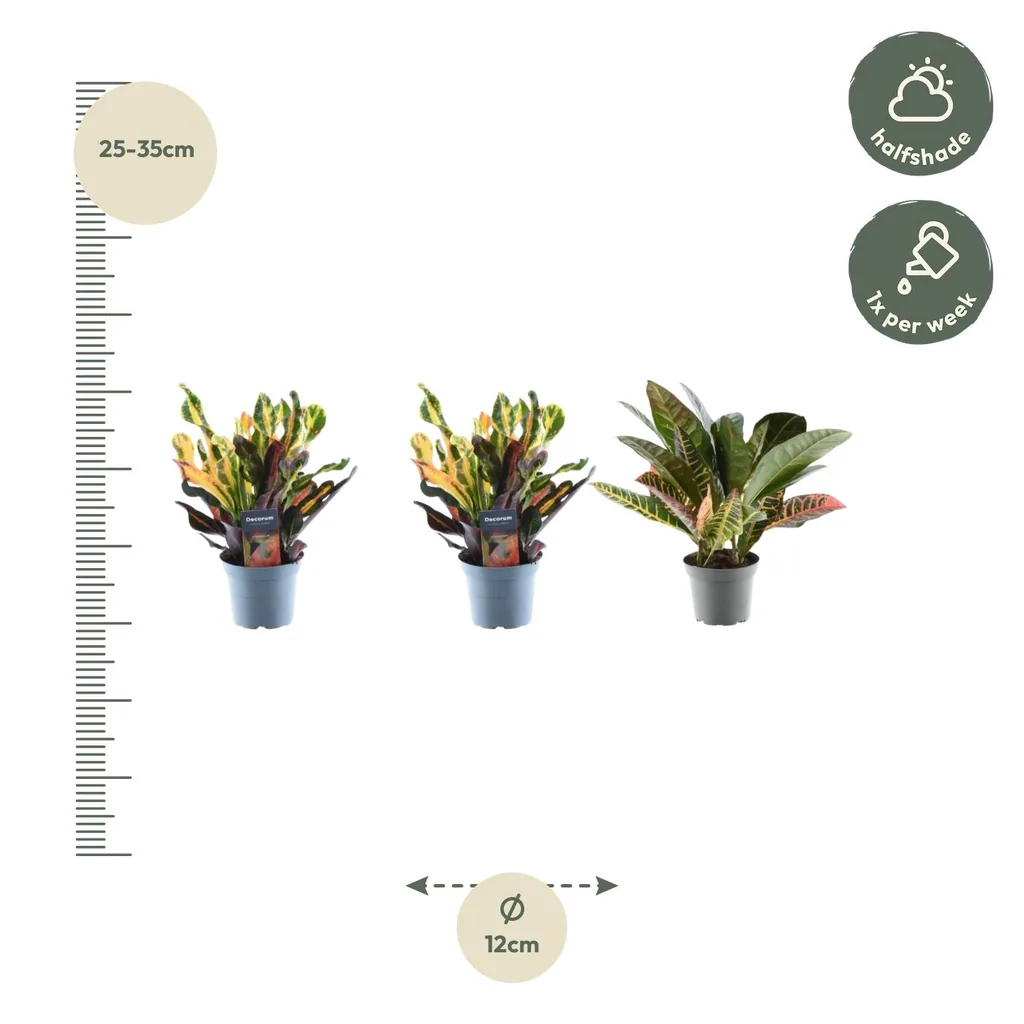 Croton-Mix (Codiaeum variegatum) 3er-Set – Topf-Ø 12 cm, Höhe ca. 30 cm