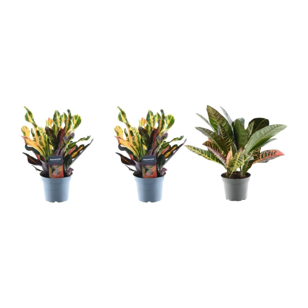 Croton-Mix (Codiaeum variegatum) 3er-Set – Topf-Ø 12 cm, Höhe ca. 30 cm