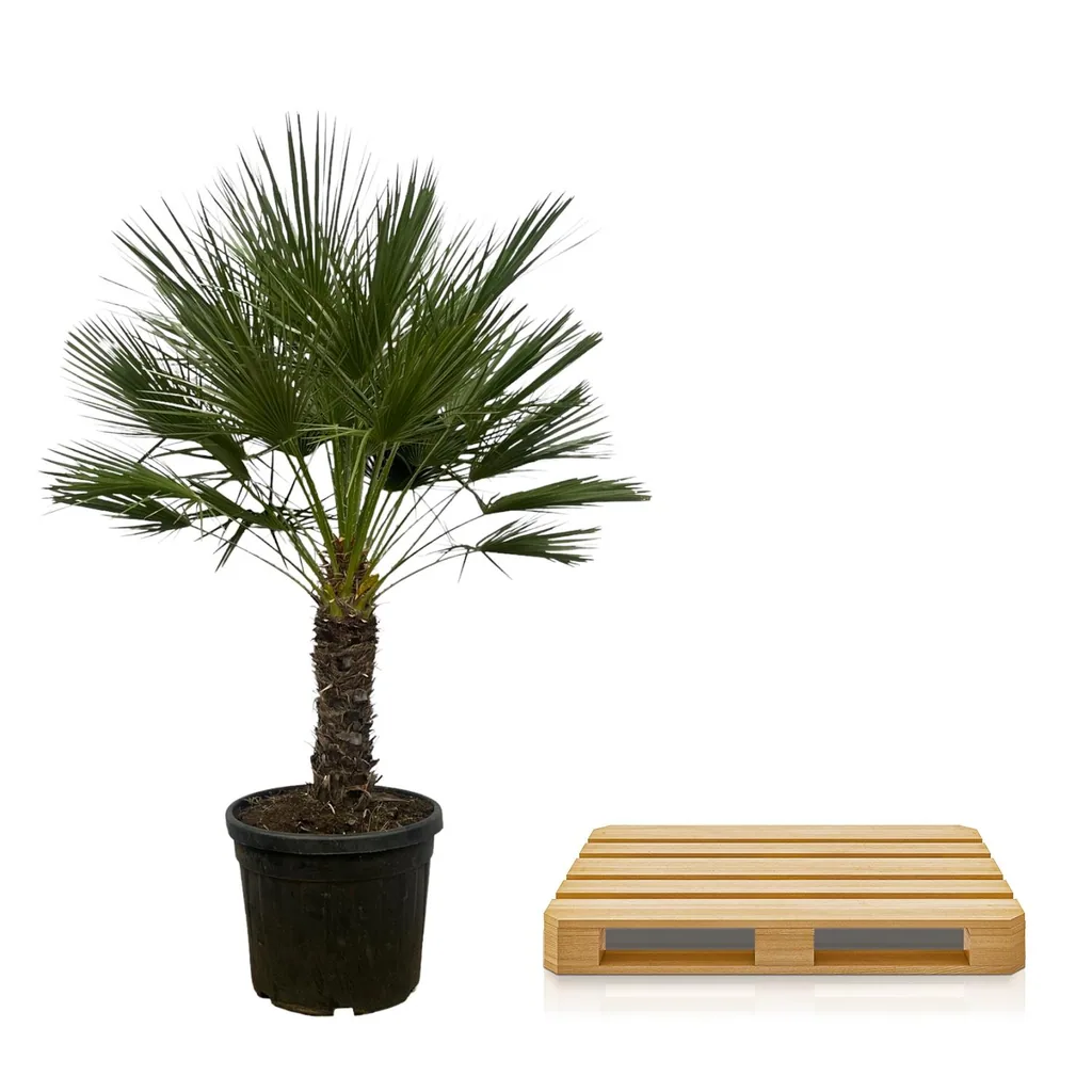 Zwergpalme (Chamaerops humilis) – pflegeleichte Zimmerpflanze, als Stämmchen, Topf-Ø 45 cm, Höhe ca. 150 cm