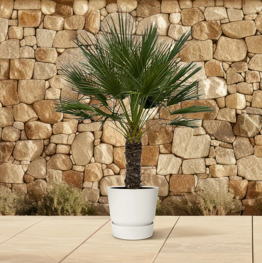 Zwergpalme (Chamaerops humilis) – pflegeleichte Zimmerpflanze, als Stämmchen, Topf-Ø 45 cm, Höhe ca. 150 cm