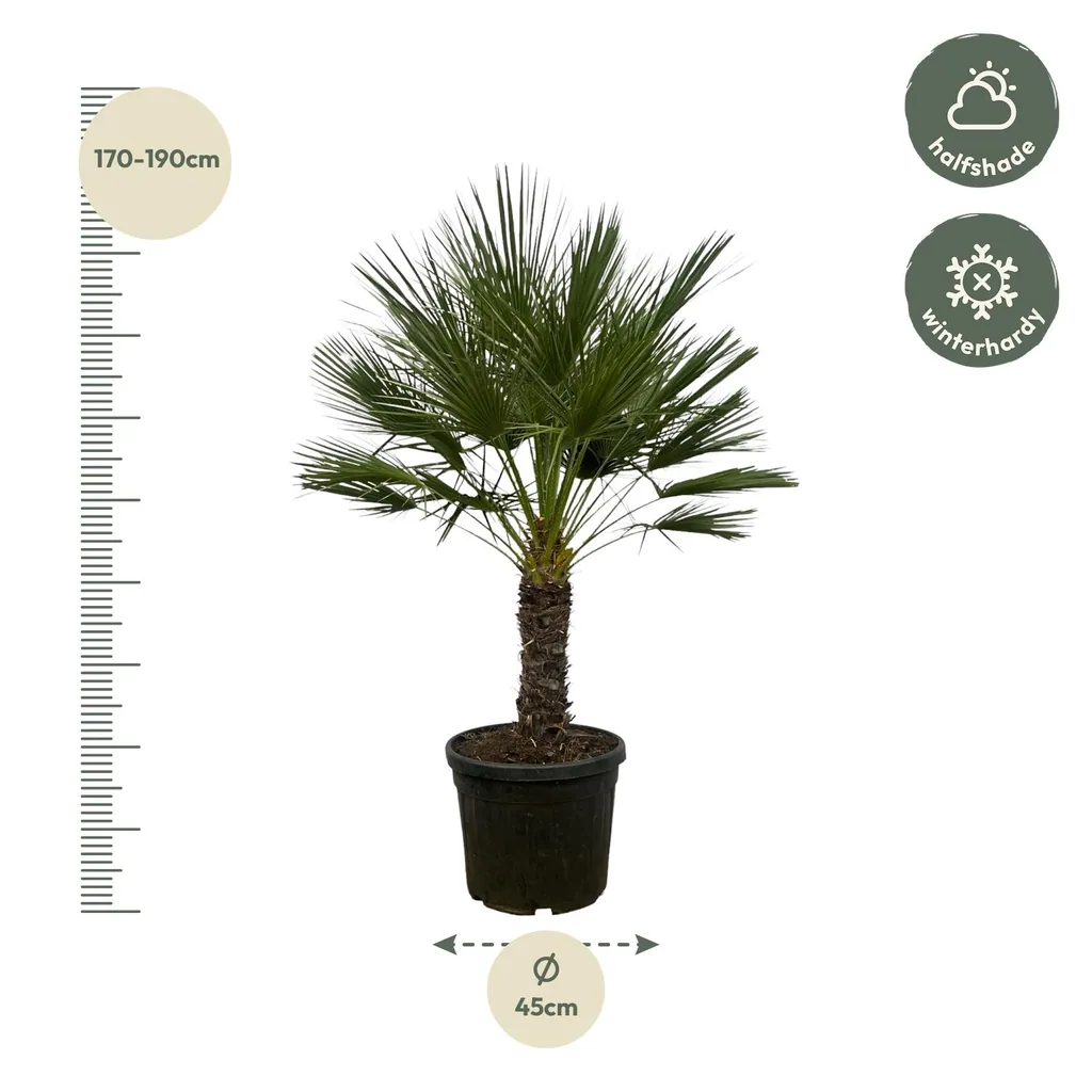 Zwergpalme (Chamaerops humilis) – pflegeleichte Zimmerpflanze, als Stämmchen, Topf-Ø 45 cm, Höhe ca. 150 cm