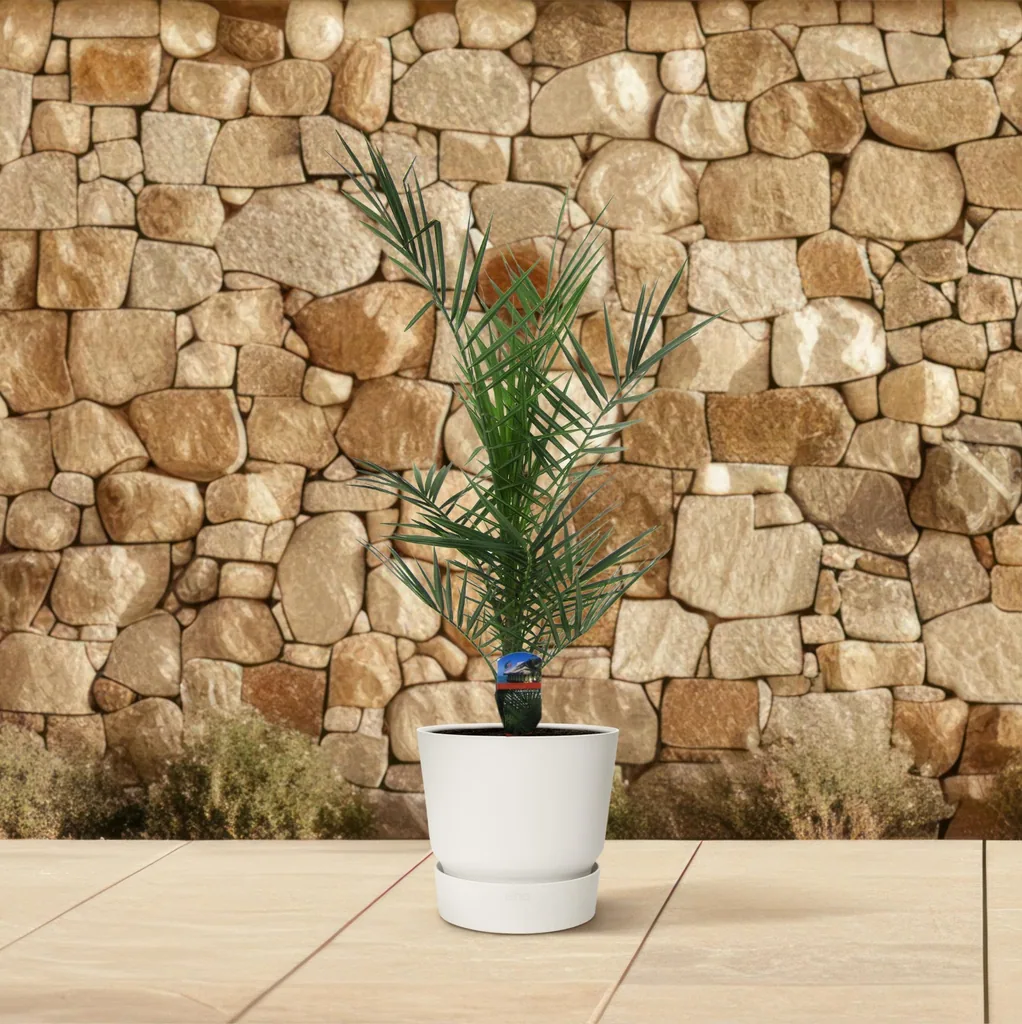 Kanarische Dattelpalme (Phoenix canariensis) – pflegeleichte Zimmerpflanze, Topf-Ø 14 cm, Höhe ca. 80 cm