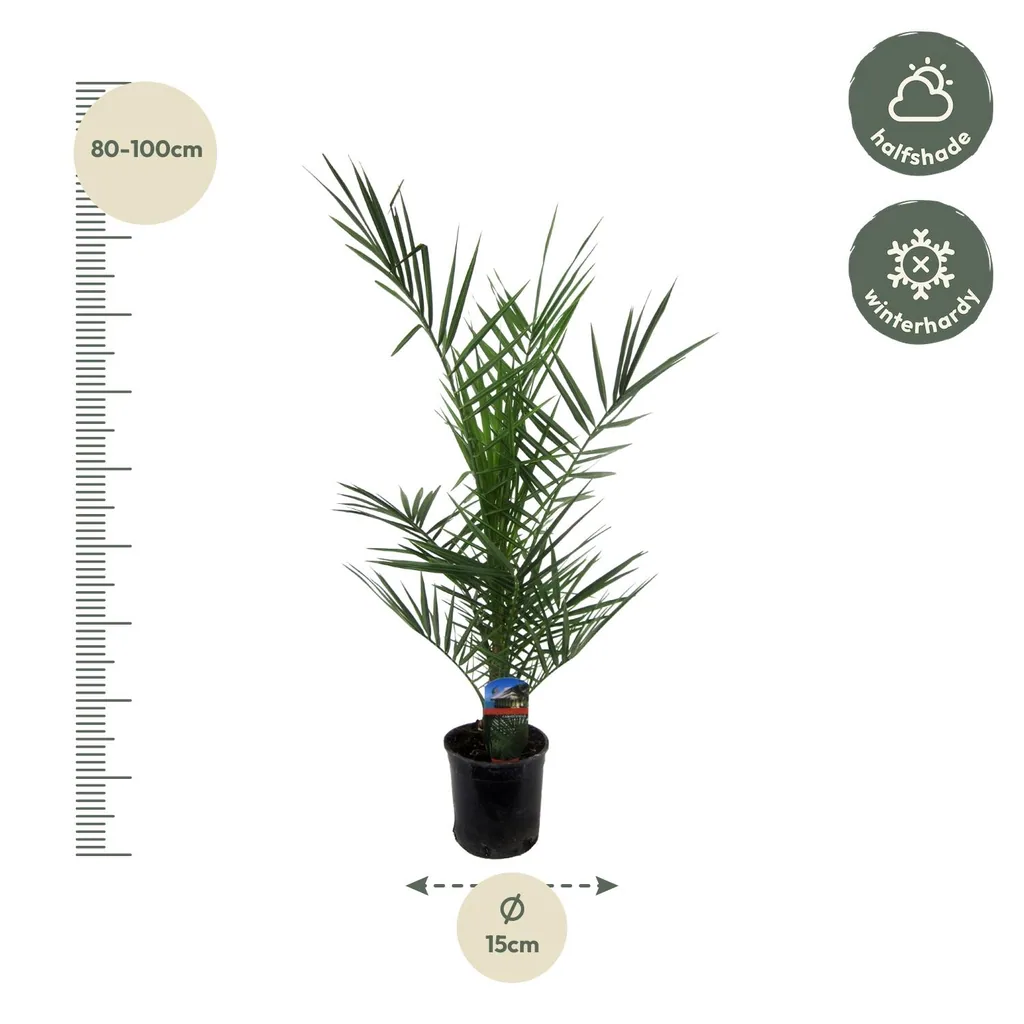 Kanarische Dattelpalme (Phoenix canariensis) – pflegeleichte Zimmerpflanze, Topf-Ø 14 cm, Höhe ca. 80 cm