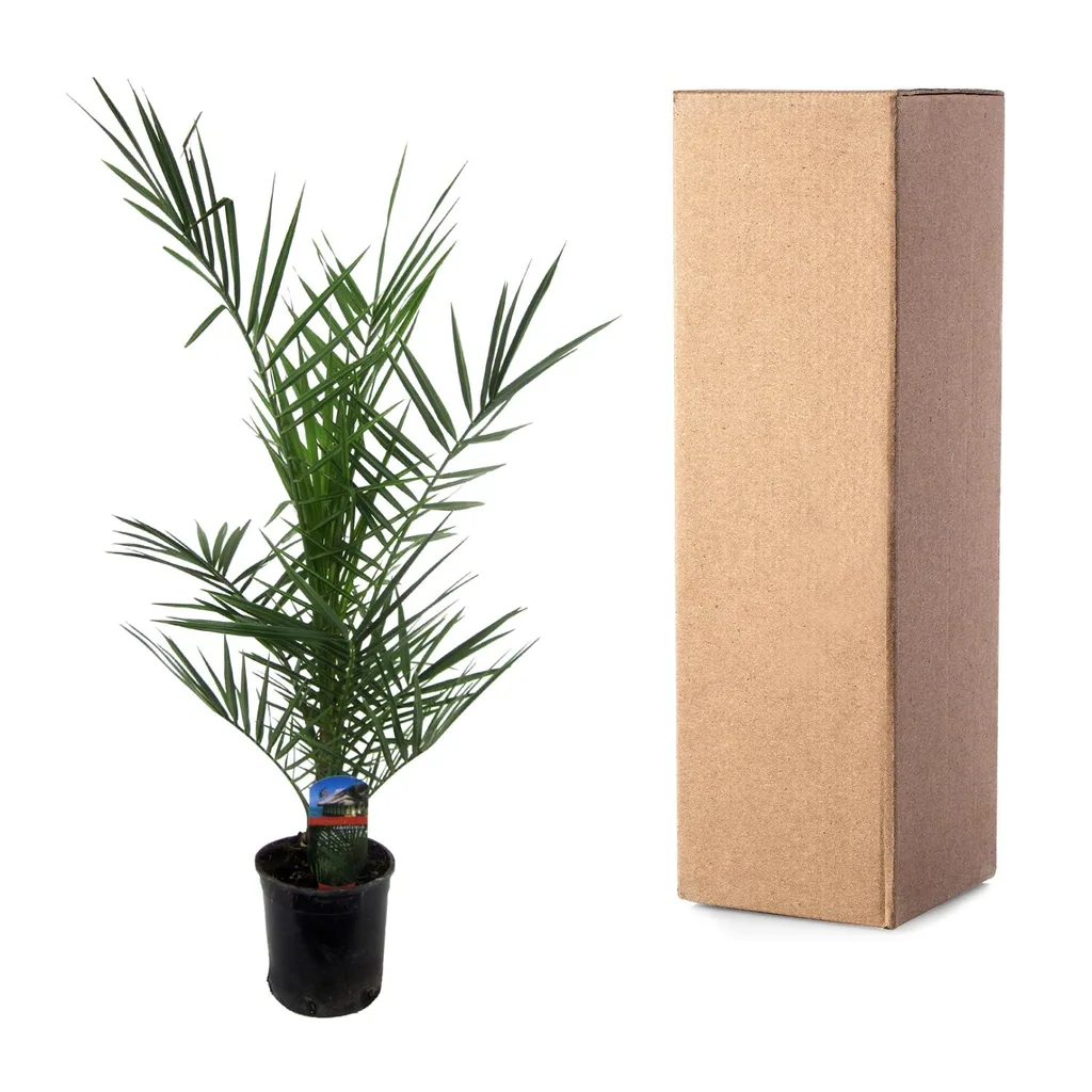Kanarische Dattelpalme (Phoenix canariensis) – pflegeleichte Zimmerpflanze, Topf-Ø 14 cm, Höhe ca. 80 cm