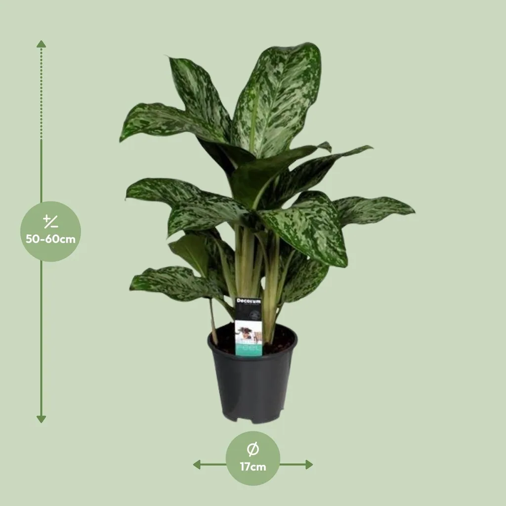 Kolbenfaden 'Greenlight' (Aglaonema) – pflegeleichte Zimmerpflanze