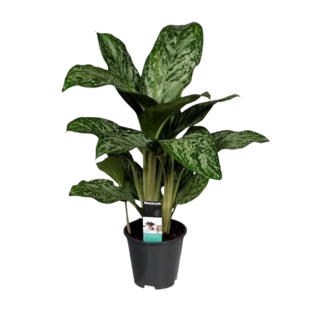 Kolbenfaden 'Greenlight' (Aglaonema) – pflegeleichte Zimmerpflanze