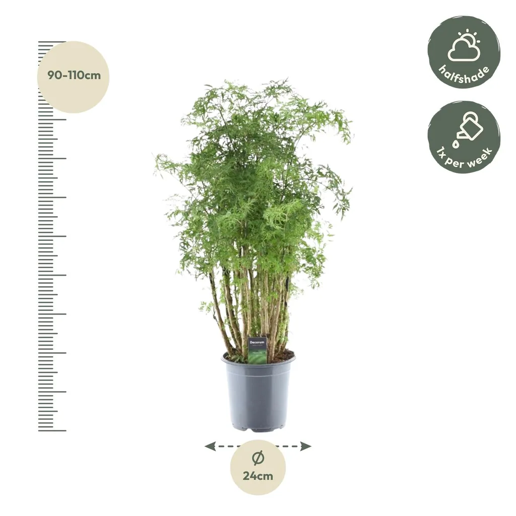 Fiederaralie 'Hawaiiana Ming' (Polyscias) – pflegeleichte Zimmerpflanze, Topf-Ø 24 cm, Höhe ca. 90 cm