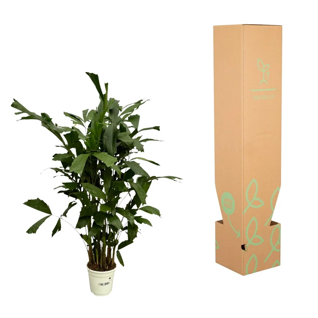 Fischschwanzpalme (Caryota mitis) – pflegeleichte Zimmerpflanze, Topf-Ø 21 cm, Höhe ca. 120 cm