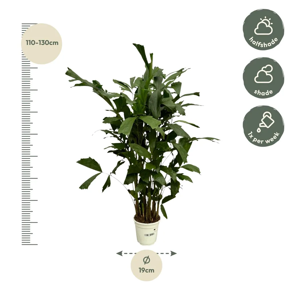 Fischschwanzpalme (Caryota mitis) – pflegeleichte Zimmerpflanze, Topf-Ø 21 cm, Höhe ca. 120 cm