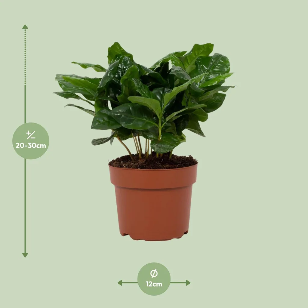 Kaffeepflanze (Coffea arabica) – pflegeleichte Zimmerpflanze, Topf-Ø 12 cm, Höhe ca. 22 cm