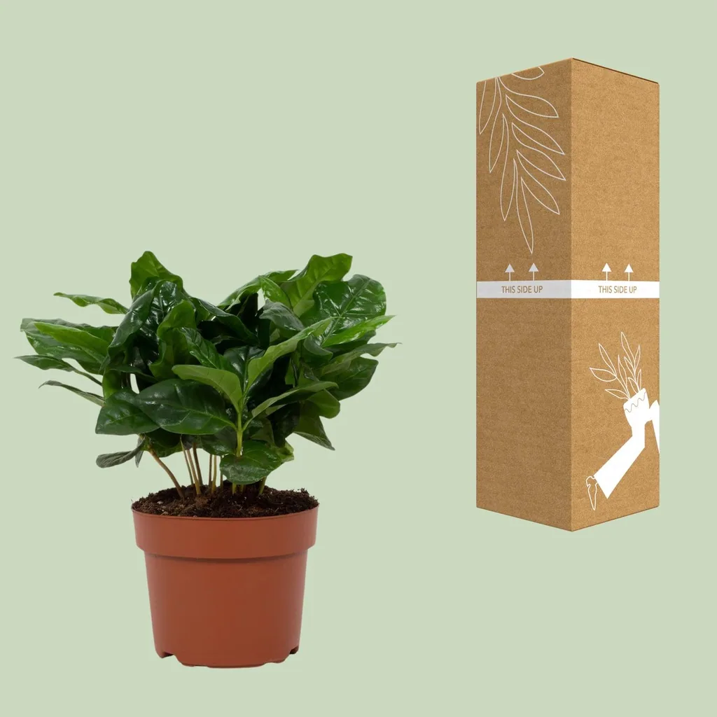 Kaffeepflanze (Coffea arabica) – pflegeleichte Zimmerpflanze, Topf-Ø 12 cm, Höhe ca. 22 cm