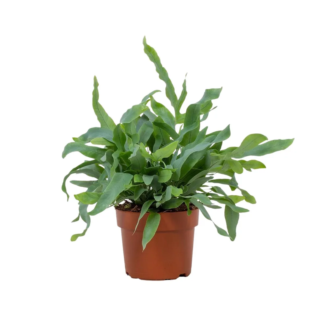 Tüpfelfarn 'Blue Star' (Phlebodium) – pflegeleichte Zimmerpflanze, Topf-Ø 12 cm, Höhe ca. 32 cm