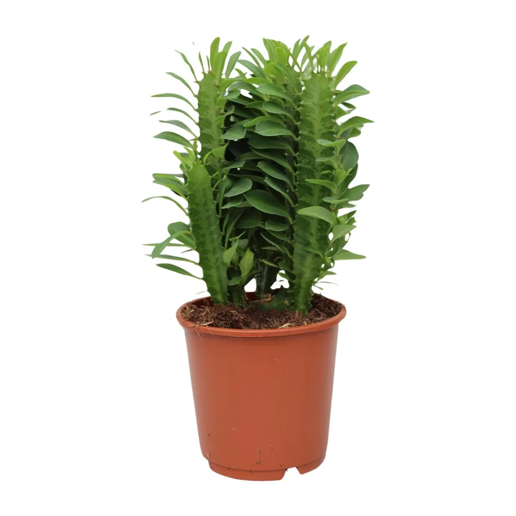 Dreikantige Wolfsmilch (Euphorbia trigona) – pflegeleichte Zimmerpflanze, Topf-Ø 12 cm, Höhe ca. 40 cm