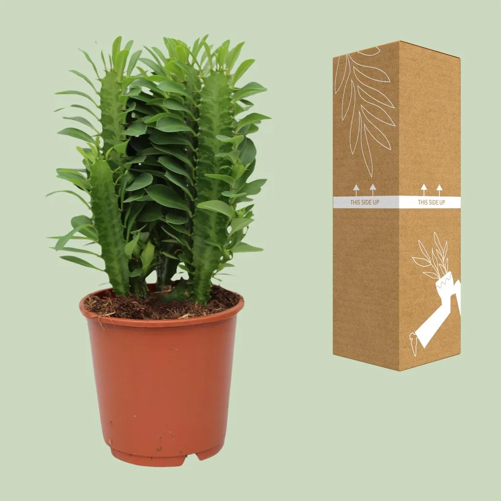 Dreikantige Wolfsmilch (Euphorbia trigona) – pflegeleichte Zimmerpflanze, Topf-Ø 12 cm, Höhe ca. 40 cm