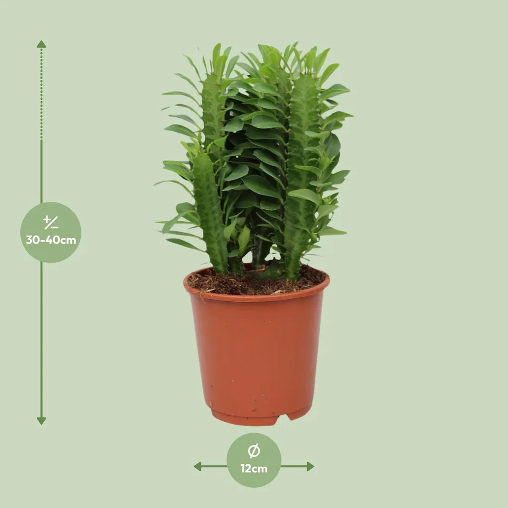 Dreikantige Wolfsmilch (Euphorbia trigona) – pflegeleichte Zimmerpflanze, Topf-Ø 12 cm, Höhe ca. 40 cm
