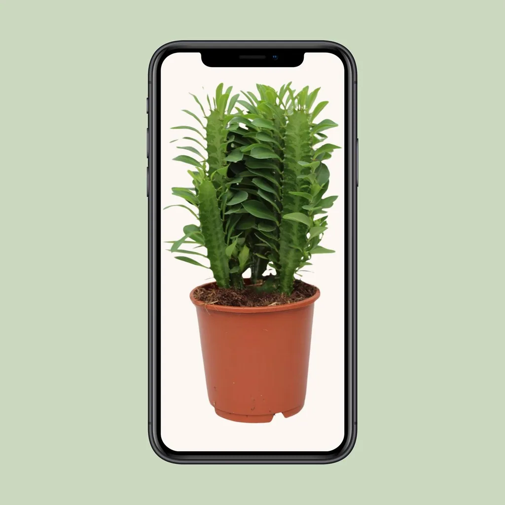 Dreikantige Wolfsmilch (Euphorbia trigona) – pflegeleichte Zimmerpflanze, Topf-Ø 12 cm, Höhe ca. 40 cm