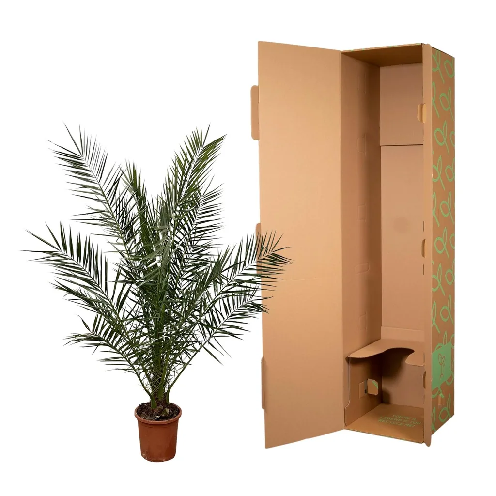 Kanarische Dattelpalme (Phoenix canariensis) – pflegeleichte Zimmerpflanze, Topf-Ø 27 cm, Höhe ca. 170 cm