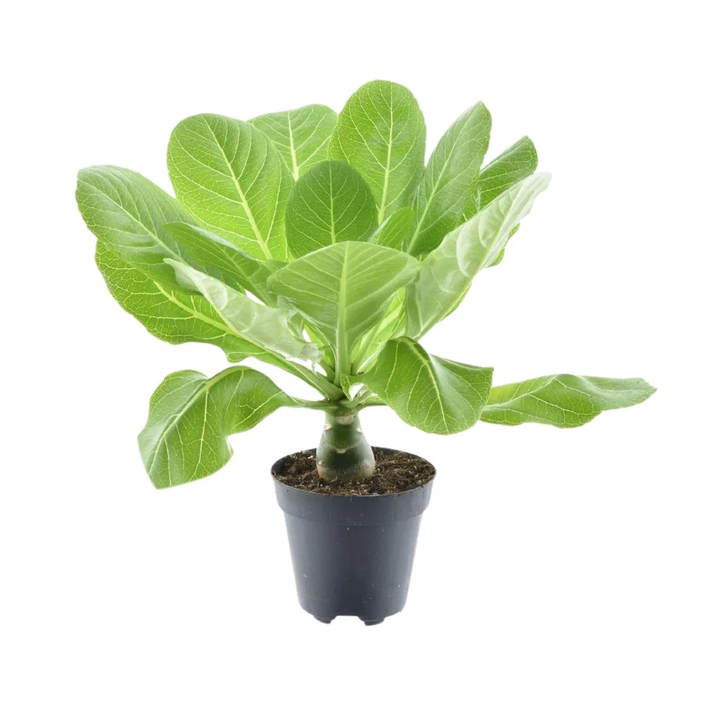 Hawaii-Palme 'Hawaii Palme' (Brighamia insignis) – pflegeleichte Zimmerpflanze, Topf-Ø 12 cm, Höhe ca. 37 cm