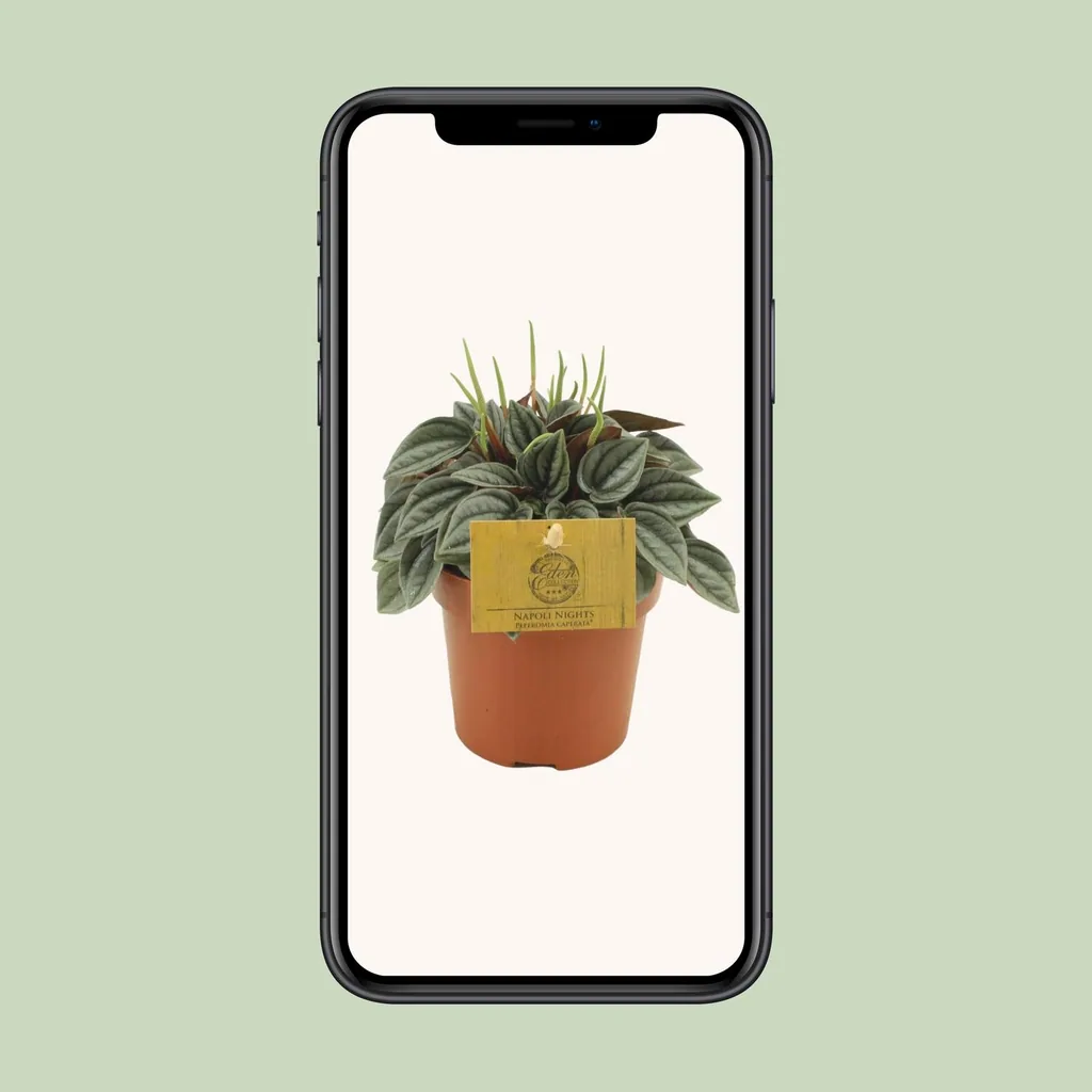Zwergpfeffer 'Napoli Nights' (Peperomia) – pflegeleichte Zimmerpflanze, Topf-Ø 10,5 cm, Höhe ca. 15 cm