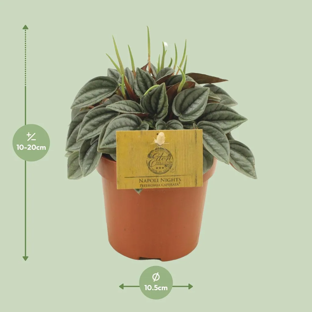 Zwergpfeffer 'Napoli Nights' (Peperomia) – pflegeleichte Zimmerpflanze, Topf-Ø 10,5 cm, Höhe ca. 15 cm