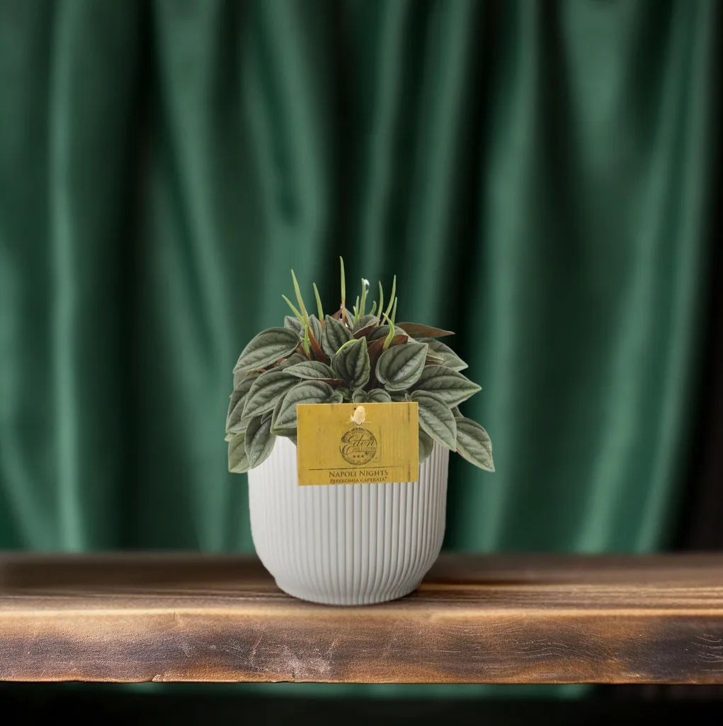 Zwergpfeffer 'Napoli Nights' (Peperomia) – pflegeleichte Zimmerpflanze, Topf-Ø 10,5 cm, Höhe ca. 15 cm