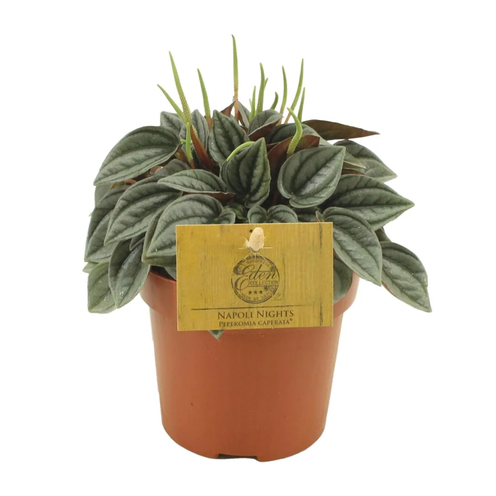 Zwergpfeffer 'Napoli Nights' (Peperomia) – pflegeleichte Zimmerpflanze, Topf-Ø 10,5 cm, Höhe ca. 15 cm