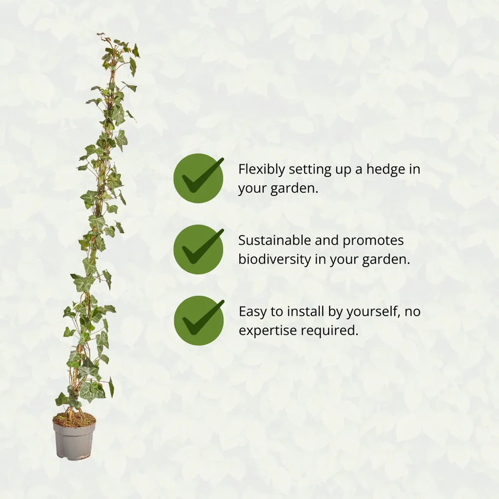 Irischer Efeu (Hedera hibernica) – winterharte Kletterpflanze, Höhe ca. 150 cm