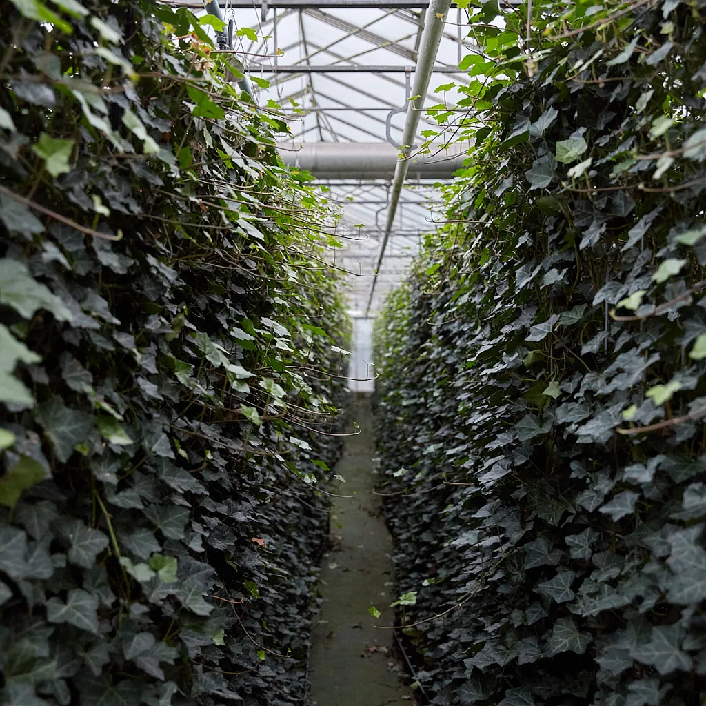 Irischer Efeu (Hedera hibernica) – winterharte Kletterpflanze, Höhe ca. 150 cm