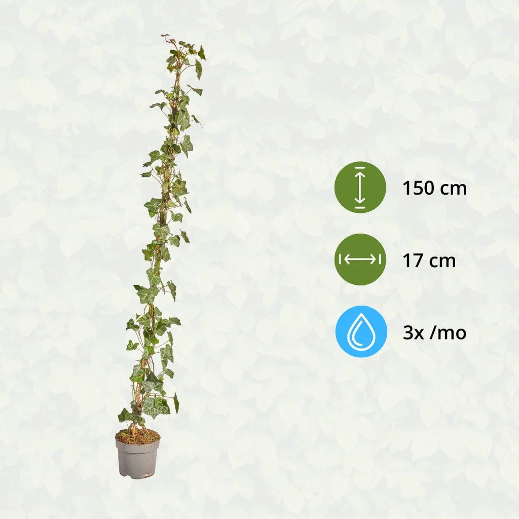 Irischer Efeu (Hedera hibernica) – winterharte Kletterpflanze, Höhe ca. 150 cm