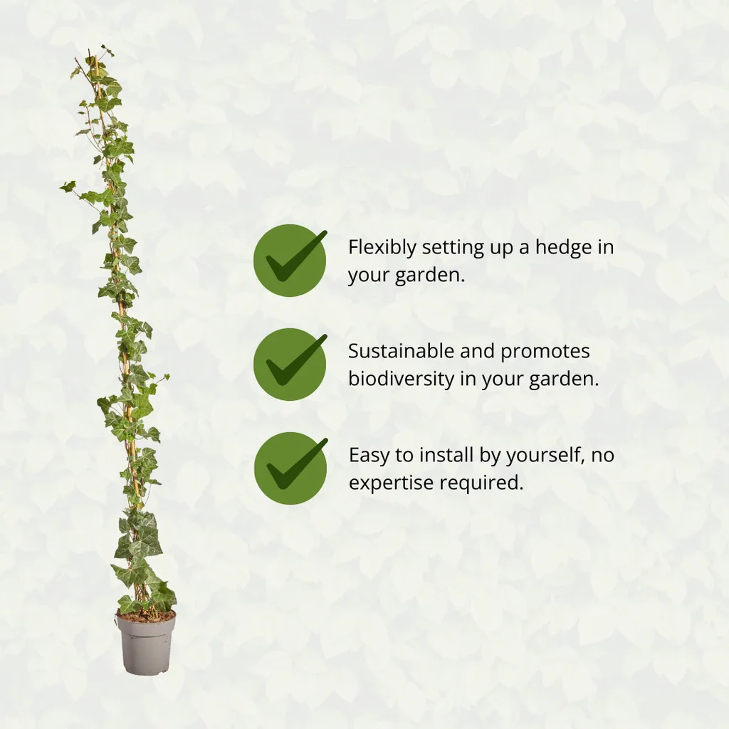 Irischer Efeu (Hedera hibernica) – winterharte Kletterpflanze, Höhe ca. 175 cm