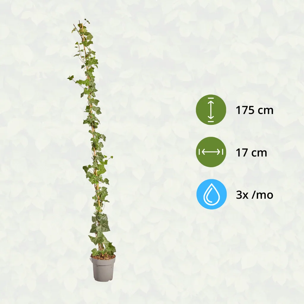Irischer Efeu (Hedera hibernica) – winterharte Kletterpflanze, Höhe ca. 175 cm