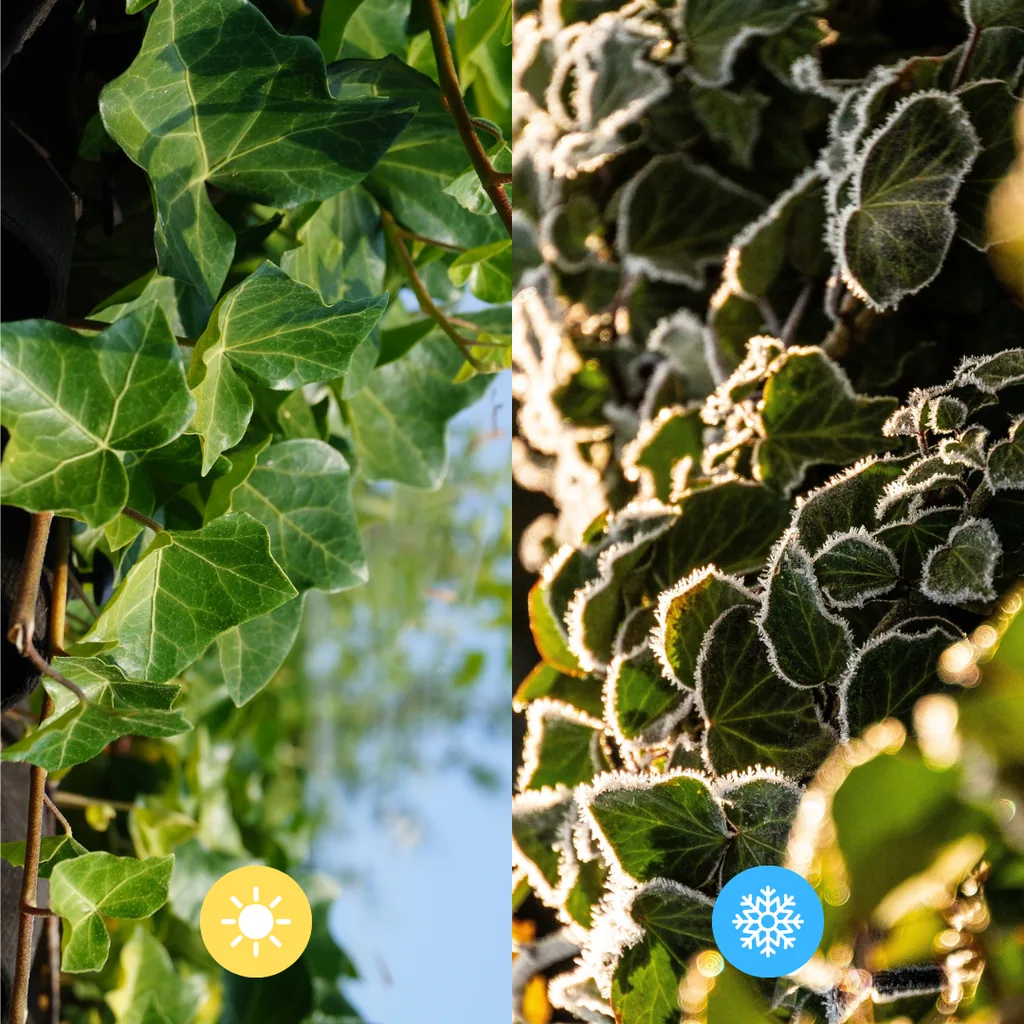 Irischer Efeu (Hedera hibernica) – winterharte Kletterpflanze, Höhe ca. 175 cm