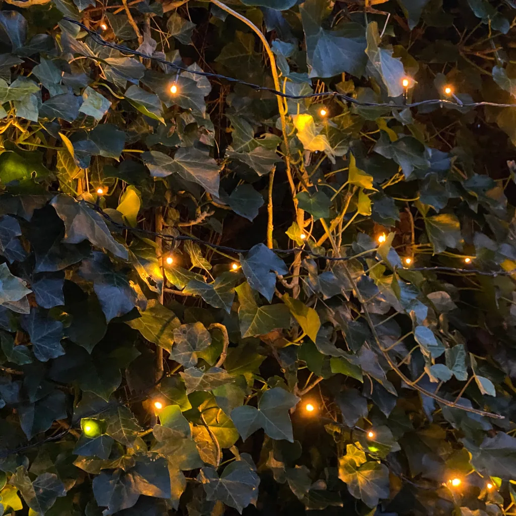 Irischer Efeu (Hedera hibernica) – winterharte Kletterpflanze, Höhe ca. 150 cm