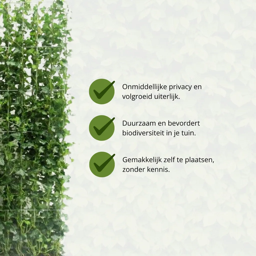 Irischer Efeu (Hedera hibernica) – winterharte Kletterpflanze, Höhe ca. 180 cm