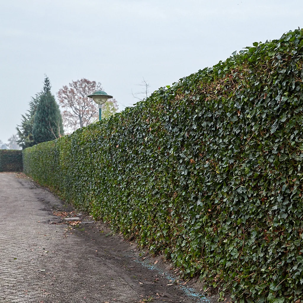Irischer Efeu (Hedera hibernica) – winterharte Kletterpflanze, Höhe ca. 180 cm