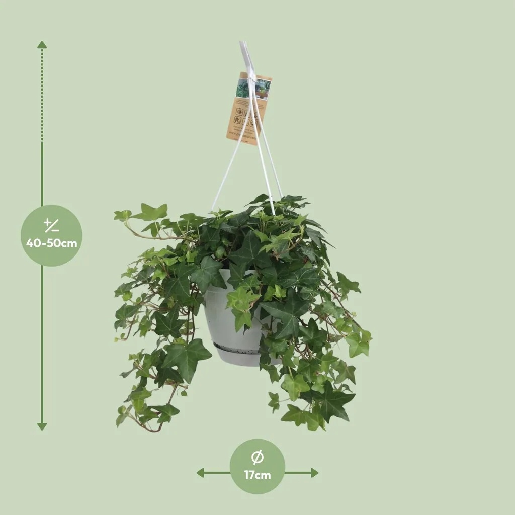 Efeu (Hedera helix) – winterharte Kletterpflanze, Topf-Ø 17 cm