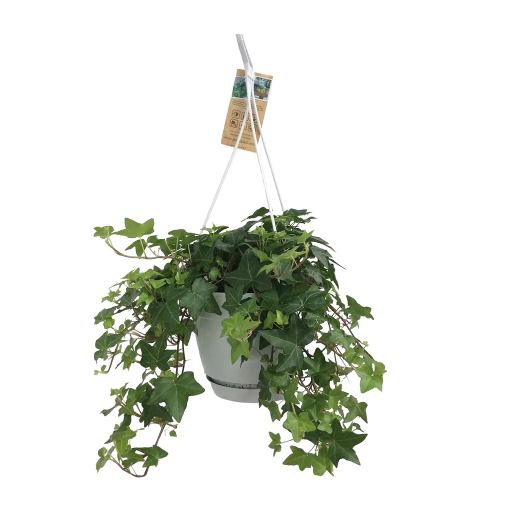 Efeu (Hedera helix) – winterharte Kletterpflanze, Topf-Ø 17 cm