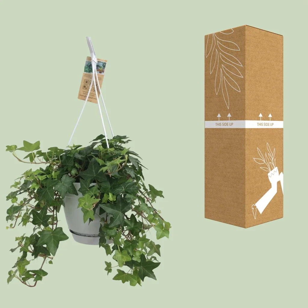 Efeu (Hedera helix) – winterharte Kletterpflanze, Topf-Ø 17 cm