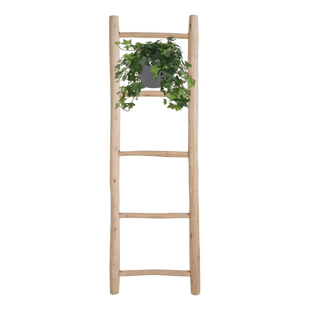 Efeu (Hedera helix) – winterharte Kletterpflanze, Topf-Ø 17 cm