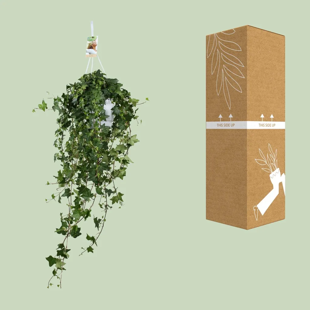Efeu 'Pitsburg' (Hedera helix) – winterharte Kletterpflanze, Topf-Ø 17 cm